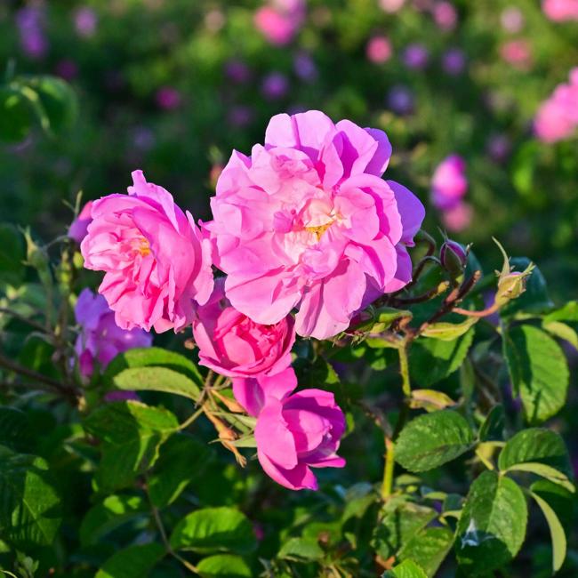 Es la rosa de Damascena la que empuja a Kalaat M'go, en Marruecos.